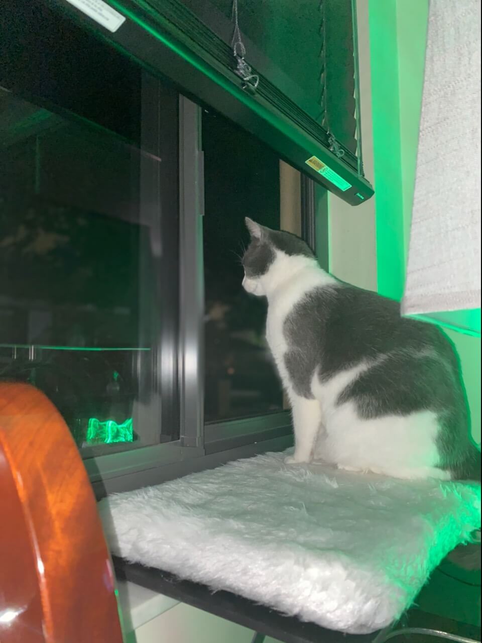 Sweetgo Cat Window Perch